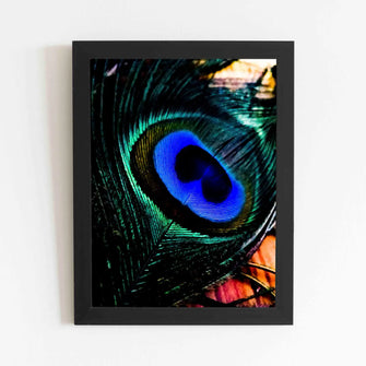 Peacock Feather - Framed Poster